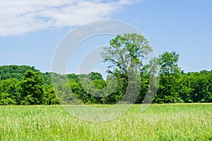 Field in White Clay Creek