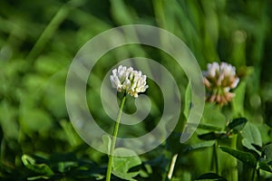 a field of white clover flower photo without filters