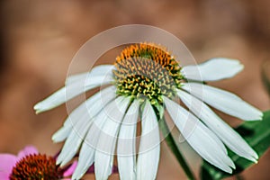Field of white cone flowers Echinacea,common in garden