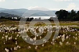 Field of white cottongrass, Scotland