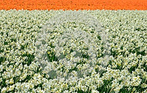 Field of  white daffodil  in Holland , spring time colourful flowers