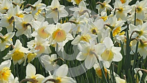 A field of white daffodils blooms on a spring day in the park, slow motion bees fly around