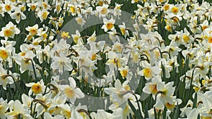 A field of white daffodils blooms on a spring day in the park, slow motion bees fly around