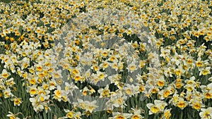 A field of white daffodils blooms on a spring day in the park, slow motion bees fly around