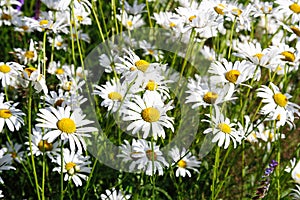 Field of white daises