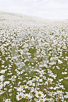 Field of White Daisies