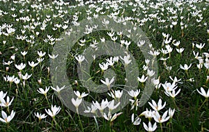 Field of white daisies