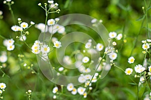 Field of White Daisies Close Up