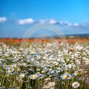 A field of white daisies with a selective focus in the foreground
