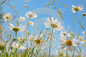 Field of White Daisies Under Blue Sky