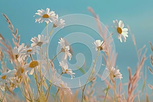 Field of White Daisies Under Blue Sky