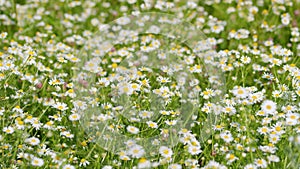 Field of white daisies in wind swaying. Chamomile flowers field with green grass. Pharmaceutical camomile.