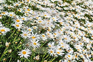 Field of white daisy flowers 1