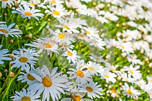 Field of white daisy flowers 3