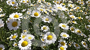 Field of white daisy flowers or camomile