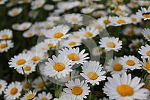 Field white daisy flowers daisies