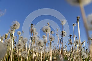 a field with white dandelion flowers in close-up