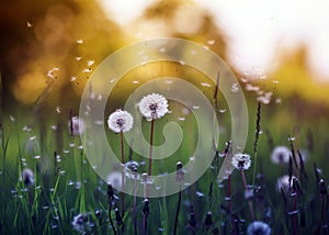 Field with white dandelion flowers and flying seeds on a Sunny warm summer day