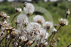 Field with white dandelion flowers. Meadow of white dandelions. Autumn background with white dandelions. Seeds.