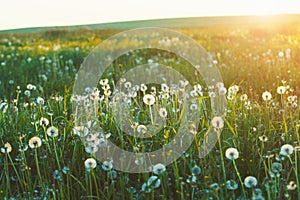 field of white dandelion flowers, morning sunrise light