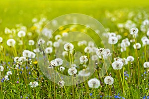 Field with white dandelions against blue sky and sun beams. Spring background. Soft focus