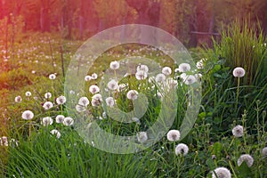 Field with white dandelions fuzzy balls in sunset light.