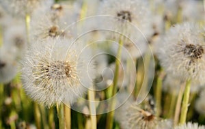 A field of white dandelions in spring