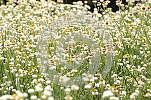 Field of white flowers