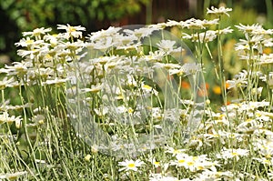 Field of white flowers in South Australia