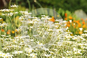 Field of white flowers in South Australia