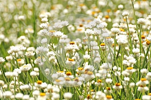 Field of white flowers in South Australia