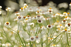 Field of white flowers in South Australia
