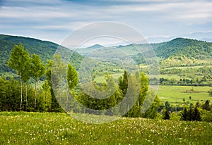 Field of white flowers. Spring in mountains