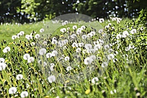 Field of white fluffy dandelions green meadow