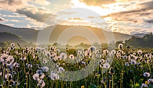 Field of white fluffy dandelions at sunrise