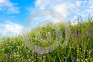 Field of white and lilac flowers against the blue sky with clouds