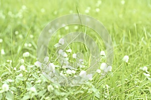 Field of white little flowers . A meadow of chamomiles . Field of grass with flowers daisies. Chamomile is surrounded by lawn.