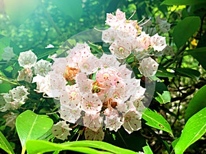 A field of white mountain laurel flowers blooming