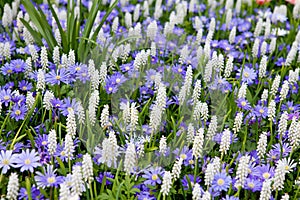 Field with white Muscari botryoides photo