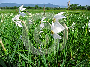 Field with white Narcissus poeticus in the Carpathians, Ukraine