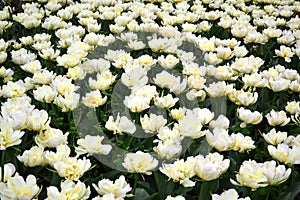 Field of white peony tulips Mount tacoma tulips background. Mondial double tulips