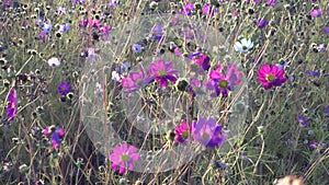 Field with white and pink cosmos flowers sway on the wind