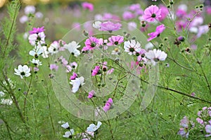 Field of white and pink sunmer flowers in the evening sun photo