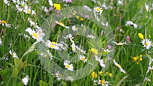 Field of white, pink and yellow beautiful flowers and bright green grass.