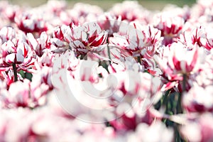 A field of white pure tulip on the hill