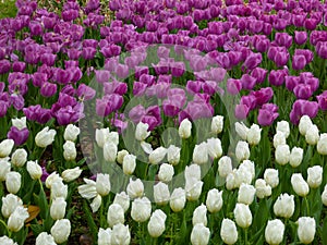 A field of white and purple tulips blooming in early spring