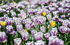 Field of white-purple tulips with few yellow flowers, blurry background
