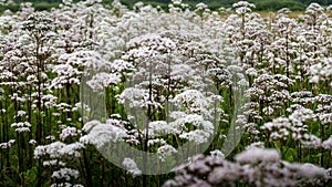 Field of white queen anns lace in summer