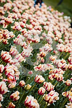 A field of white and red tulips in Holland Michigan