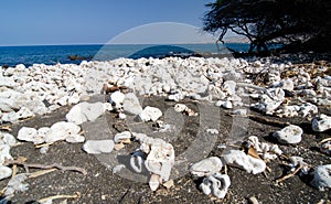 Field of white rocks and corals on the northern end of Kaunaoa b